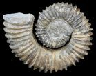 Aegocrioceras Ammonite - Germany #43675-1